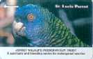 St.Lucia Parrot