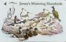 Jersey's Wintering Birds